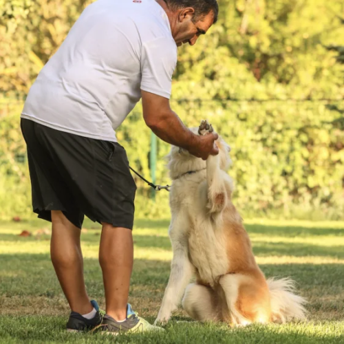 Köpek Eğitiminin Önemi ve Farklı Irkların Eğitim İhtiyaçları